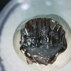Ankylosaurus Armored Dinosaur Tooth Fossil for Sale 81