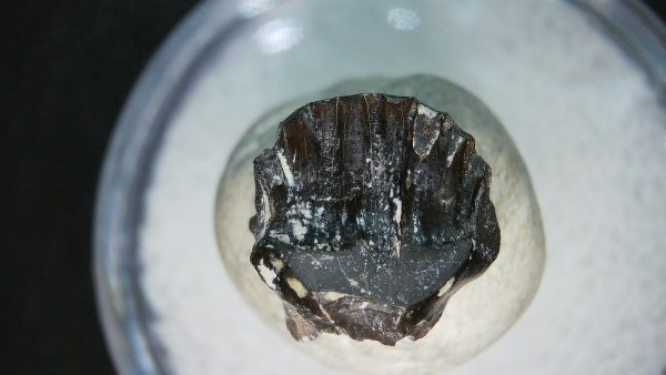 Ankylosaurus Armored Dinosaur Tooth Fossil for Sale 81
