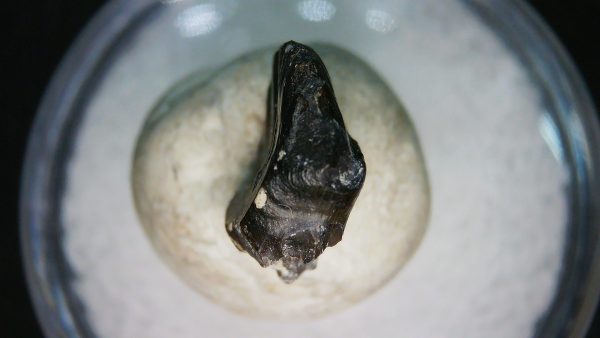 Ankylosaurus Armored Dinosaur Tooth Fossil for Sale 81 - Image 2