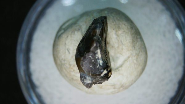 Ankylosaurus Armored Dinosaur Tooth Fossil for Sale 81 - Image 5
