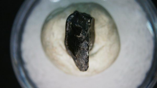 Ankylosaurus Armored Dinosaur Tooth Fossil for Sale 81 - Image 4