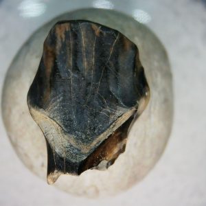 Ankylosaurus Armored Dinosaur Tooth Fossil for Sale 82
