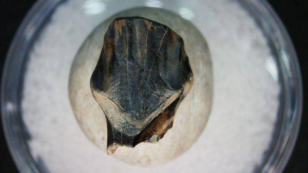 Ankylosaurus Armored Dinosaur Tooth Fossil for Sale 82