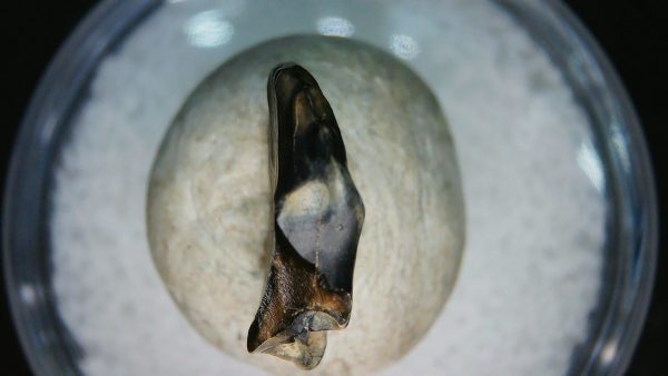 Ankylosaurus Armored Dinosaur Tooth Fossil for Sale 82 - Image 2
