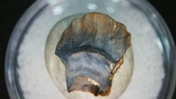 Ankylosaurus Armored Dinosaur Tooth Fossil for Sale 83