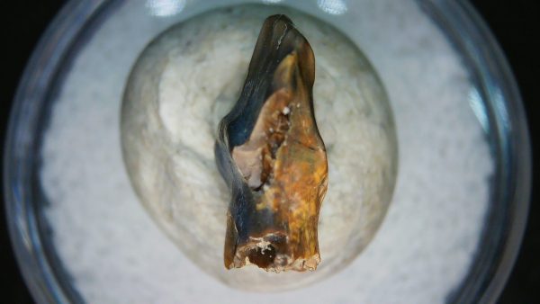 Ankylosaurus Armored Dinosaur Tooth Fossil for Sale 83 - Image 2