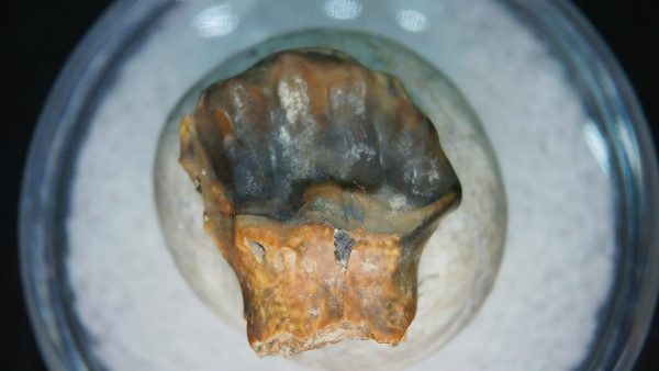 Ankylosaurus Armored Dinosaur Tooth Fossil for Sale 83 - Image 6
