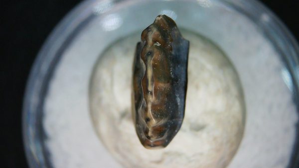 Ankylosaurus Armored Dinosaur Tooth Fossil for Sale 83 - Image 4