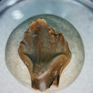 Ankylosaurus Armored Dinosaur Tooth Fossil for Sale 84