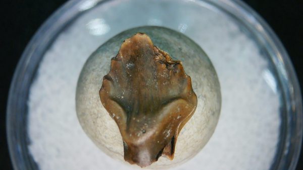 Ankylosaurus Armored Dinosaur Tooth Fossil for Sale 84