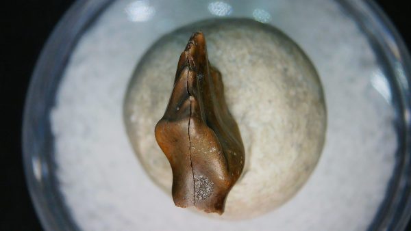 Ankylosaurus Armored Dinosaur Tooth Fossil for Sale 84 - Image 5