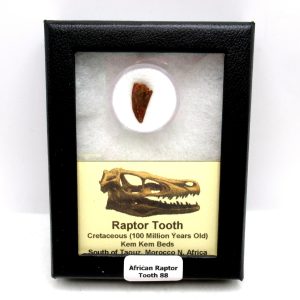 African "Raptor" Dinosaur Tooth - 88