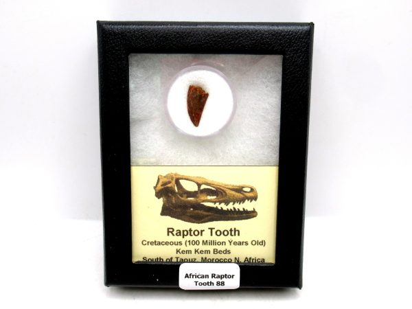 African "Raptor" Dinosaur Tooth - 88