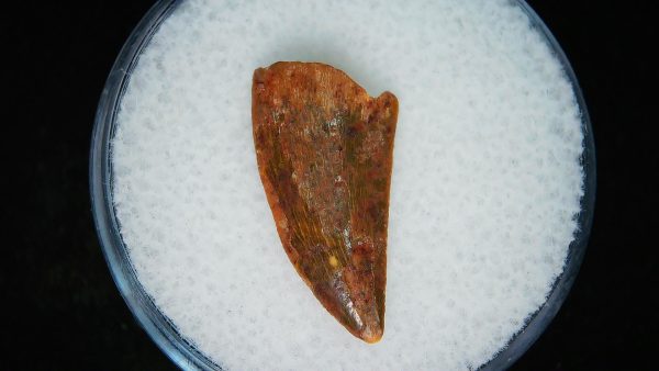 African "Raptor" Dinosaur Tooth - 88 - Image 2