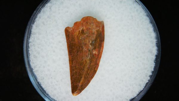 African "Raptor" Dinosaur Tooth - 88 - Image 3