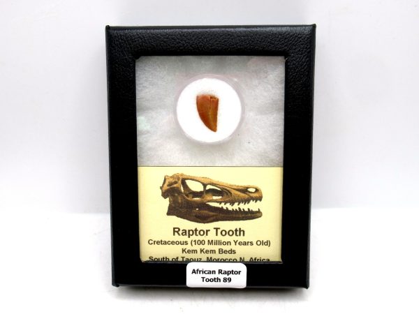 African "Raptor" Dinosaur Tooth - 89