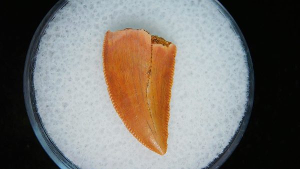 African "Raptor" Dinosaur Tooth - 89 - Image 2