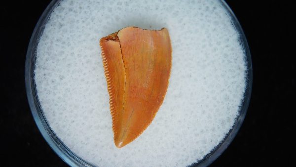 African "Raptor" Dinosaur Tooth - 89 - Image 3