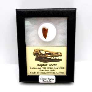 Genuine Cretaceous Age African Raptor Dinosaur Tooth Fossils For Sale From Morocco #90