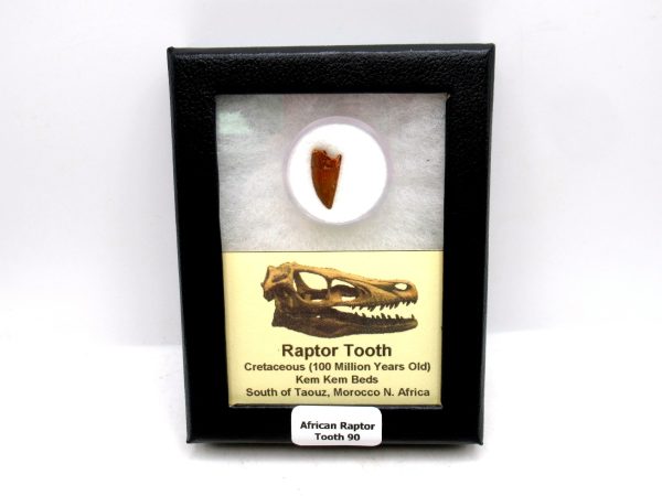 African "Raptor" Dinosaur Tooth - 90
