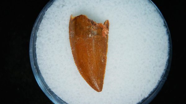 African "Raptor" Dinosaur Tooth - 90 - Image 2