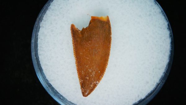 African "Raptor" Dinosaur Tooth - 90 - Image 3