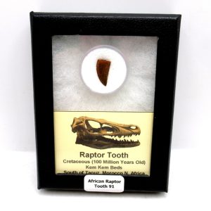 Genuine Cretaceous Age African Raptor Dinosaur Tooth Fossils For Sale From Morocco #91