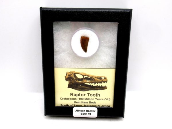 African "Raptor" Dinosaur Tooth - 91