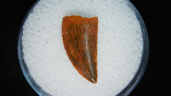 African "Raptor" Dinosaur Tooth - 91 - Image 2