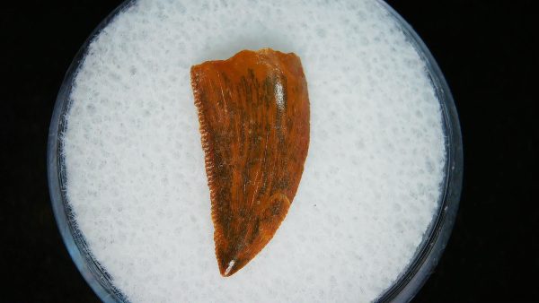 African "Raptor" Dinosaur Tooth - 91 - Image 3