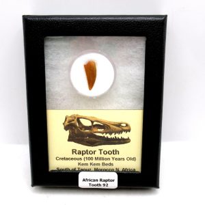 Genuine Cretaceous Age African Raptor Dinosaur Tooth Fossils For Sale From Morocco #92