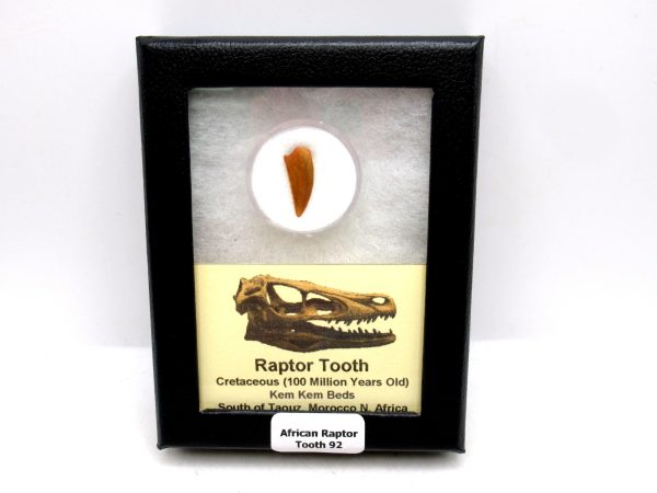 African "Raptor" Dinosaur Tooth - 92