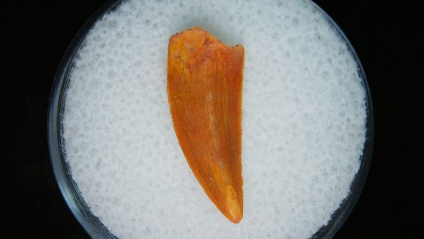 African "Raptor" Dinosaur Tooth - 92 - Image 2
