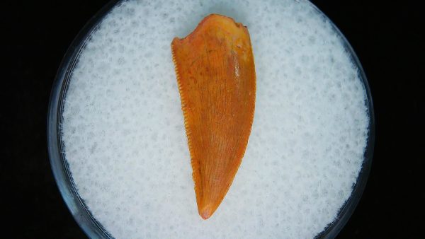 African "Raptor" Dinosaur Tooth - 92 - Image 3