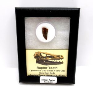 Genuine Cretaceous Age African Raptor Dinosaur Tooth Fossils For Sale From Morocco #93