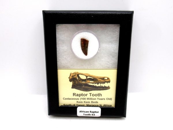 African "Raptor" Dinosaur Tooth - 93