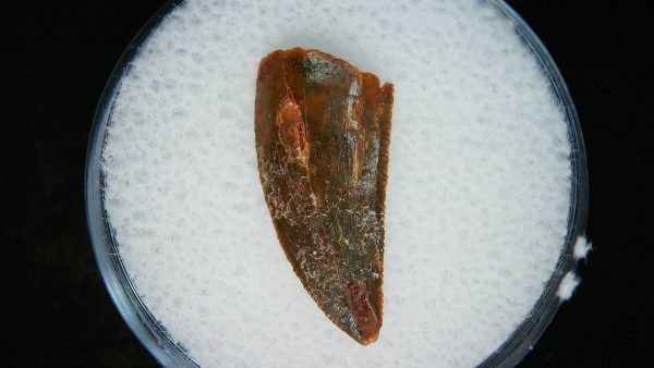African "Raptor" Dinosaur Tooth - 93 - Image 2