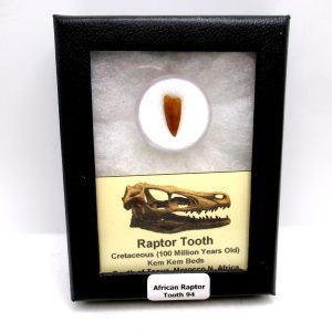 Genuine Cretaceous Age African Raptor Dinosaur Tooth Fossils For Sale From Morocco #94