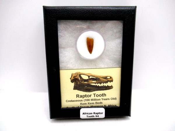 African "Raptor" Dinosaur Tooth - 94