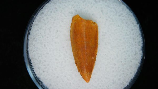 African "Raptor" Dinosaur Tooth - 94 - Image 2