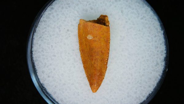 African "Raptor" Dinosaur Tooth - 94 - Image 3
