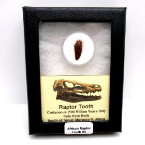 Genuine Cretaceous Age African Raptor Dinosaur Tooth Fossils For Sale From Morocco #95
