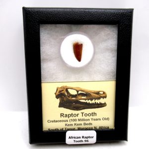 Genuine Cretaceous Age African Raptor Dinosaur Tooth Fossils For Sale From Morocco #96