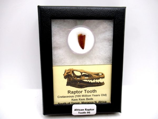 African "Raptor" Dinosaur Tooth - 96