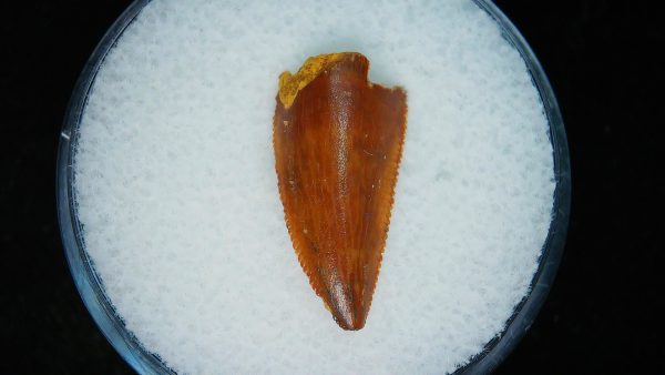 African "Raptor" Dinosaur Tooth - 96 - Image 2