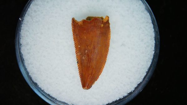 African "Raptor" Dinosaur Tooth - 96 - Image 3