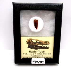 Genuine Cretaceous Age African Raptor Dinosaur Tooth Fossils For Sale From Morocco #97