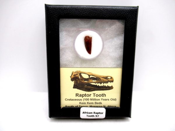 African "Raptor" Dinosaur Tooth - 97