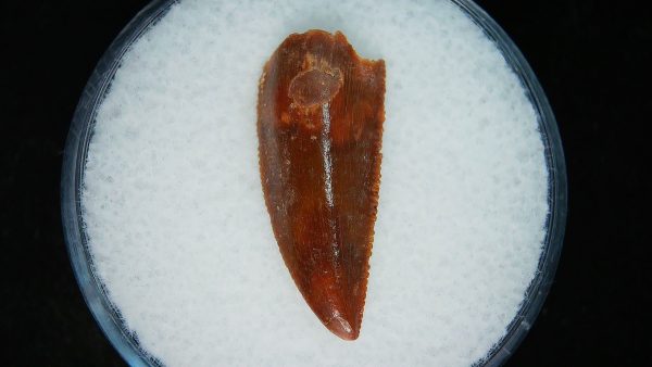 African "Raptor" Dinosaur Tooth - 97 - Image 2
