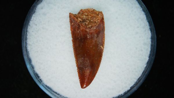 African "Raptor" Dinosaur Tooth - 97 - Image 3